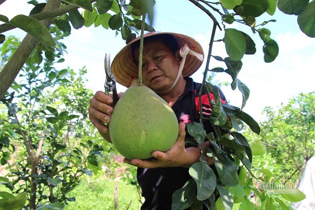 Miền Tây xuất hiện bưởi lạ: Chưa được phép nhưng ai thích cứ trồng - Ảnh 6.