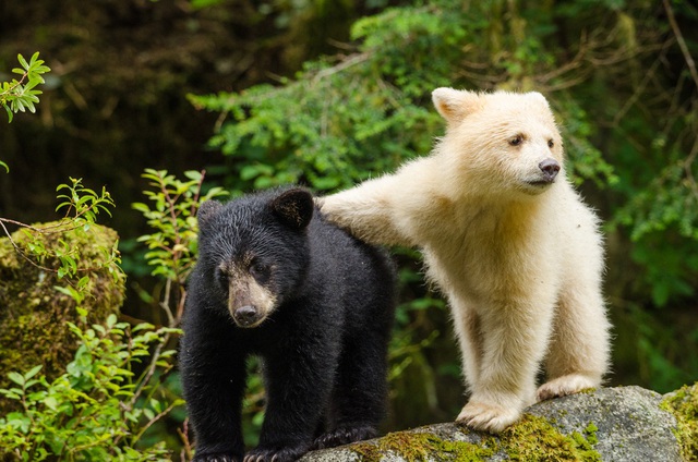 Phát hiện thú vị về những con gấu trắng linh thiêng của thổ dân Canada - Ảnh 2.