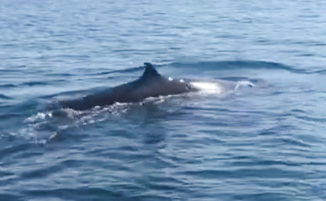 Cá voi xuất hiện ở biển Cù Lao Chàm - Ảnh 1.