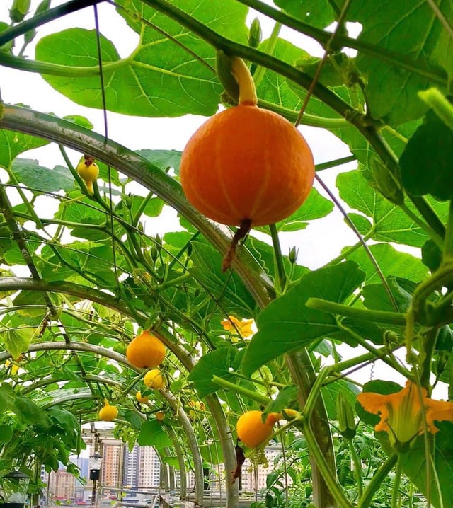 Ngắm khu vườn đủ loại rau quả rộng hơn 100m² trên mái nhà với 100 triệu đồng đầu tư thiết kế của gia đình ở Hà Nội - Ảnh 10.