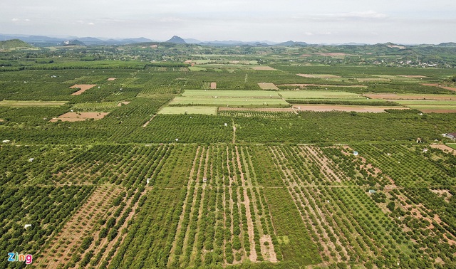 Cam Vinh, bưởi Phúc Trạch queo quắt trong nắng hạn - Ảnh 1.