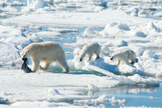 Biến đổi khí hậu sẽ khiến gấu Bắc Cực diệt vong vào cuối thế kỷ 21 - Ảnh 1.
