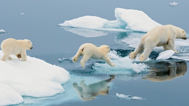 Biến đổi khí hậu sẽ khiến gấu Bắc Cực diệt vong vào cuối thế kỷ 21 - Ảnh 2.