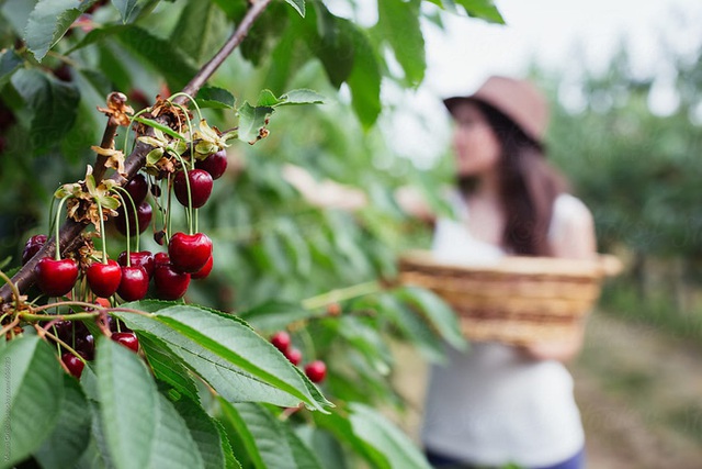 Cảnh nông dân nước ngoài thu hoạch “cơn mưa” cherry trên cây chỉ trong chớp mắt, sang đến Việt Nam được ăn 1 trái cũng khó - Ảnh 11.
