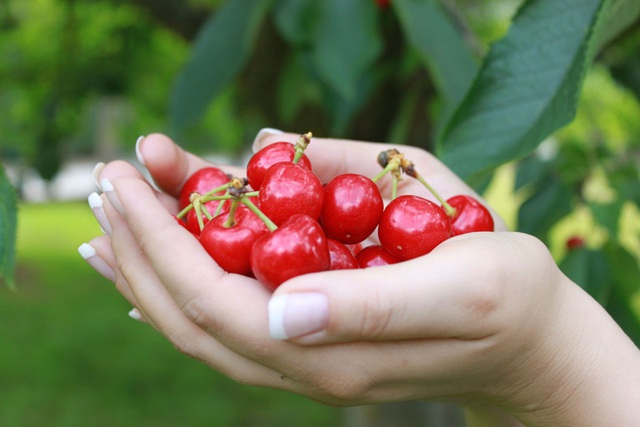 Cảnh nông dân nước ngoài thu hoạch “cơn mưa” cherry trên cây chỉ trong chớp mắt, sang đến Việt Nam được ăn 1 trái cũng khó - Ảnh 12.