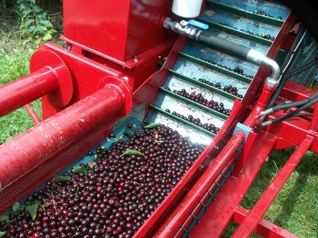 Cảnh nông dân nước ngoài thu hoạch “cơn mưa” cherry trên cây chỉ trong chớp mắt, sang đến Việt Nam được ăn 1 trái cũng khó - Ảnh 5.