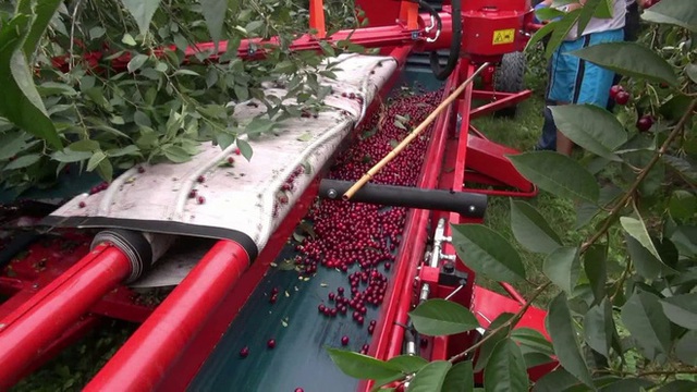 Cảnh nông dân nước ngoài thu hoạch “cơn mưa” cherry trên cây chỉ trong chớp mắt, sang đến Việt Nam được ăn 1 trái cũng khó - Ảnh 8.