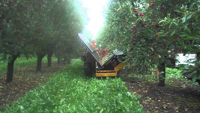 Cảnh nông dân nước ngoài thu hoạch “cơn mưa” cherry trên cây chỉ trong chớp mắt, sang đến Việt Nam được ăn 1 trái cũng khó - Ảnh 10.