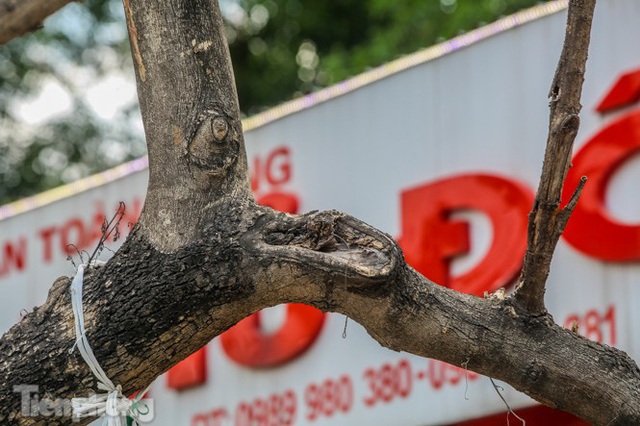Nhiều cây sưa tiền tỷ trên đường phố Hà Nội dần chết khô trong bọc sắt - Ảnh 8.