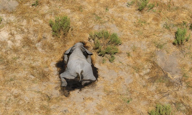 Hơn 400 con voi chết bí ẩn, điều gì đang xảy ra ở Botswana? - Ảnh 4.