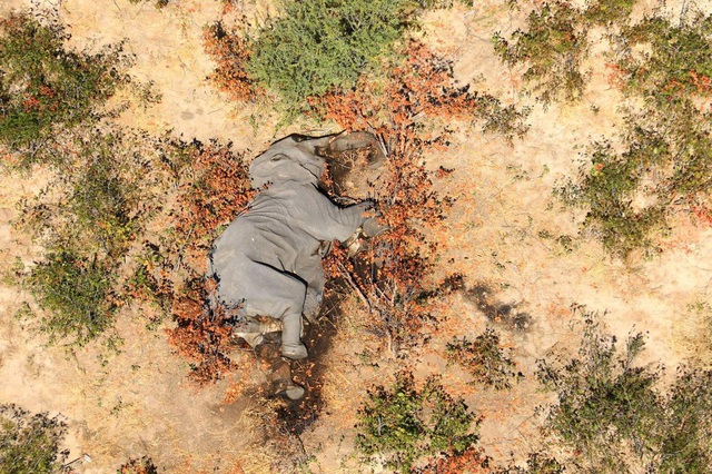 Hơn 400 con voi chết bí ẩn, điều gì đang xảy ra ở Botswana? - Ảnh 5.