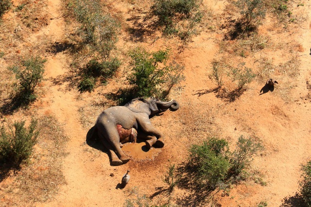 Hơn 400 con voi chết bí ẩn, điều gì đang xảy ra ở Botswana? - Ảnh 6.