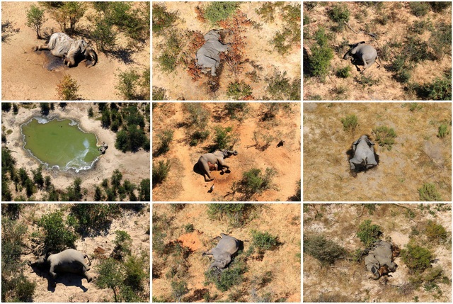 Hơn 400 con voi chết bí ẩn, điều gì đang xảy ra ở Botswana? - Ảnh 8.