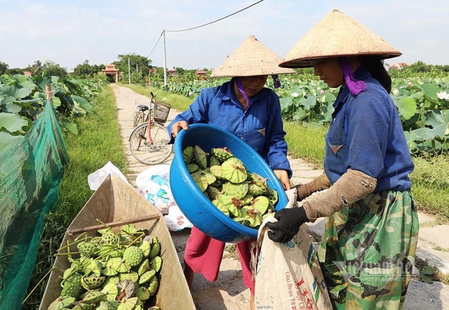 Nông dân kể chuyện: Hai tháng dầm mình dưới bùn, đút túi tiền tỷ - Ảnh 12.