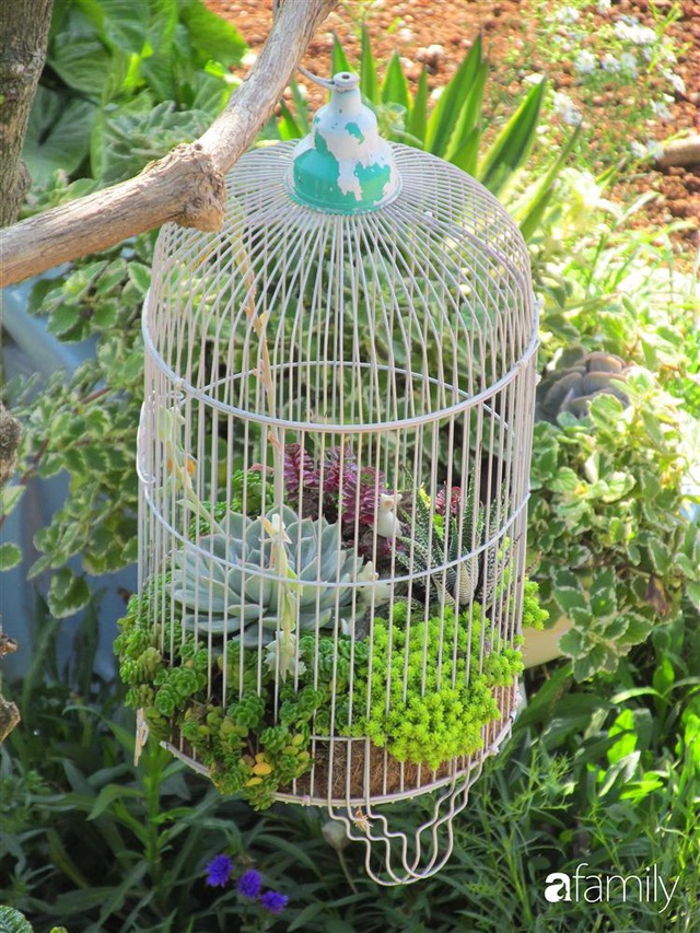 Chỉ tốn hơn 1 triệu đồng, mẹ trẻ biến hình mảnh đất nhỏ trở thành khu vườn trồng xương rồng, sen đá đẹp mê mẩn ở Đà Lạt - Ảnh 10. Chỉ tốn hơn 1 triệu đồng, mẹ trẻ biến hình mảnh đất nhỏ trở thành khu vườn trồng xương rồng, sen đá đẹp mê mẩn ở Đà Lạt - Ảnh 10.