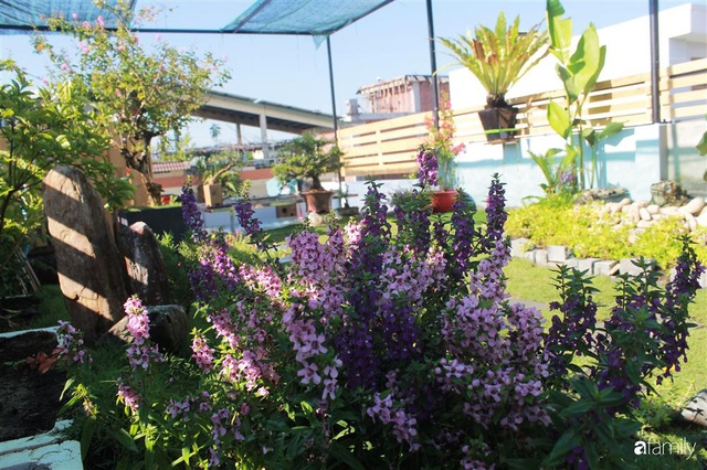 Sân thượng bê tông 40m² biến hình thành khu vườn xanh mát chỉ với 23 triệu đồng ở Đà Nẵng - Ảnh 13.