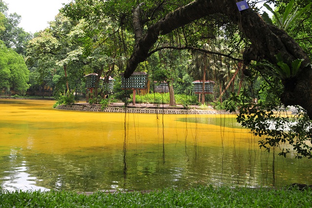 Hà Nội: Mặt hồ Bách Thảo bỗng biến đổi sang màu vàng cực kỳ lạ mắt - Ảnh 3.