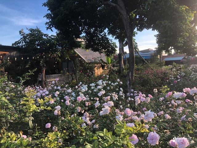 Khu vườn hoa hồng đẹp như cổ tích mà người chồng ngày đêm chăm sóc để tặng vợ con ở Vũng Tàu - Ảnh 2.