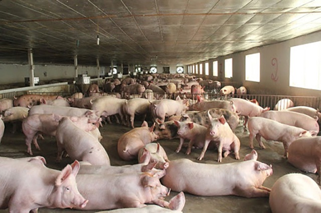 Giá thịt lợn giảm mạnh, bán không lấy lãi lo đẩy hàng sớm - Ảnh 2.