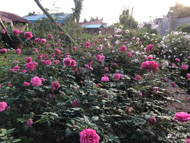 Khu vườn hoa hồng đẹp như cổ tích mà người chồng ngày đêm chăm sóc để tặng vợ con ở Vũng Tàu - Ảnh 12.
