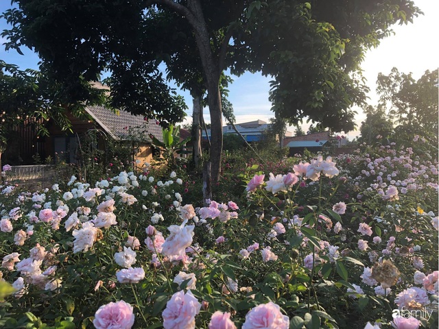 Khu vườn hoa hồng đẹp như cổ tích mà người chồng ngày đêm chăm sóc để tặng vợ con ở Vũng Tàu - Ảnh 13.
