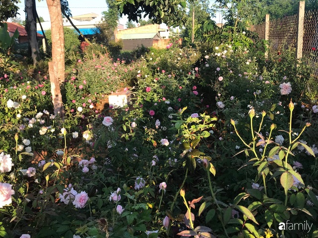 Khu vườn hoa hồng đẹp như cổ tích mà người chồng ngày đêm chăm sóc để tặng vợ con ở Vũng Tàu - Ảnh 16.