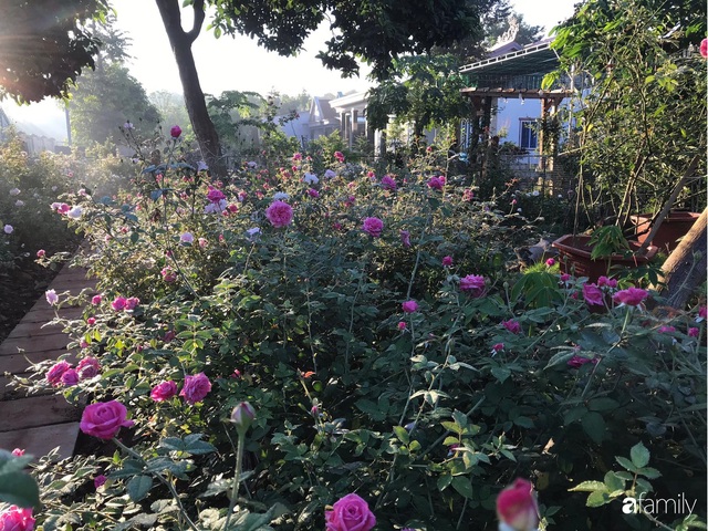 Khu vườn hoa hồng đẹp như cổ tích mà người chồng ngày đêm chăm sóc để tặng vợ con ở Vũng Tàu - Ảnh 20.
