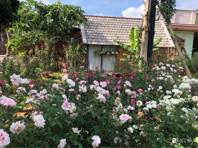 Khu vườn hoa hồng đẹp như cổ tích mà người chồng ngày đêm chăm sóc để tặng vợ con ở Vũng Tàu - Ảnh 3.
