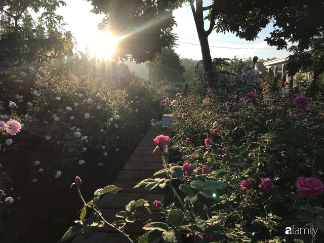 Khu vườn hoa hồng đẹp như cổ tích mà người chồng ngày đêm chăm sóc để tặng vợ con ở Vũng Tàu - Ảnh 21.