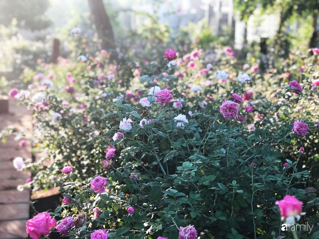 Khu vườn hoa hồng đẹp như cổ tích mà người chồng ngày đêm chăm sóc để tặng vợ con ở Vũng Tàu - Ảnh 22.