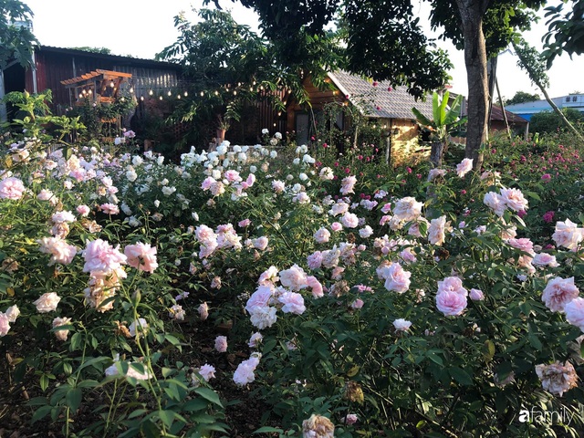 Khu vườn hoa hồng đẹp như cổ tích mà người chồng ngày đêm chăm sóc để tặng vợ con ở Vũng Tàu - Ảnh 24.