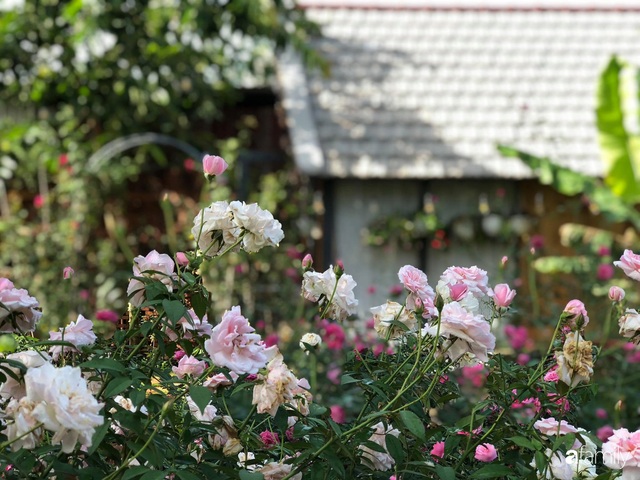 Khu vườn hoa hồng đẹp như cổ tích mà người chồng ngày đêm chăm sóc để tặng vợ con ở Vũng Tàu - Ảnh 25.