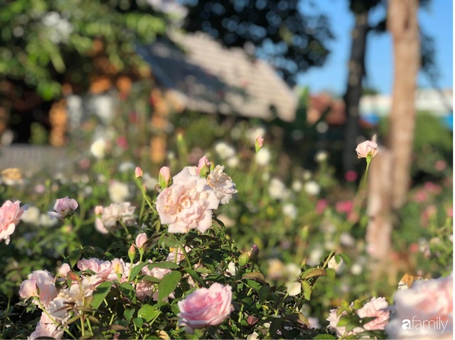 Khu vườn hoa hồng đẹp như cổ tích mà người chồng ngày đêm chăm sóc để tặng vợ con ở Vũng Tàu - Ảnh 28.