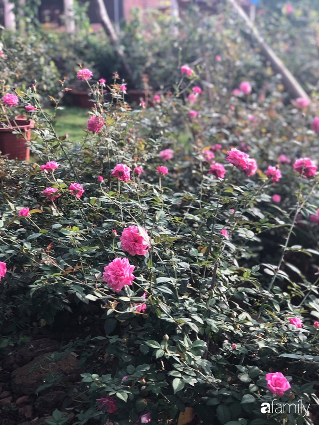 Khu vườn hoa hồng đẹp như cổ tích mà người chồng ngày đêm chăm sóc để tặng vợ con ở Vũng Tàu - Ảnh 30.