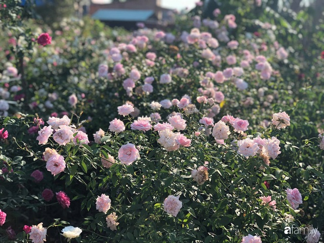 Khu vườn hoa hồng đẹp như cổ tích mà người chồng ngày đêm chăm sóc để tặng vợ con ở Vũng Tàu - Ảnh 31.