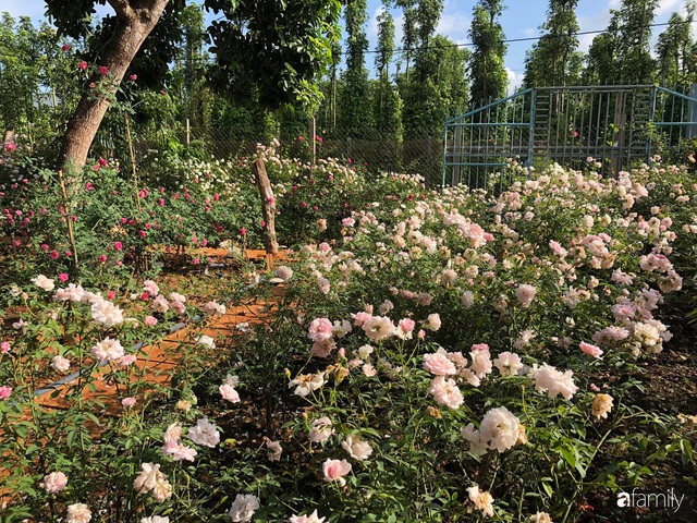 Khu vườn hoa hồng đẹp như cổ tích mà người chồng ngày đêm chăm sóc để tặng vợ con ở Vũng Tàu - Ảnh 5.