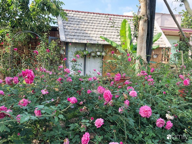 Khu vườn hoa hồng đẹp như cổ tích mà người chồng ngày đêm chăm sóc để tặng vợ con ở Vũng Tàu - Ảnh 10.