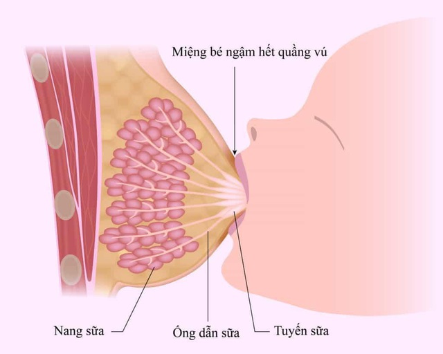 Những phương pháp gọi sữa về sau sinh mẹ nào cũng cần biết - Ảnh 1.