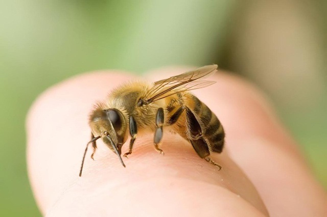 Mùa dứa, nhãn, vải: Cẩn trọng bị dị ứng, nhiễm độc do ong đốt - Ảnh 2.