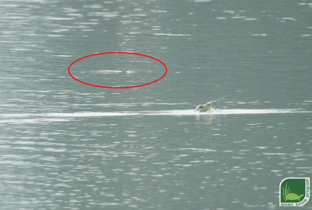 Phát hiện bất ngờ: Hai cá thể rùa Hoàn Kiếm cùng nổi lên ở hồ Đồng Mô - Ảnh 1.