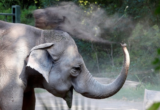 Vườn thú Ba Lan cho voi dùng cần sa để giảm căng thẳng - Ảnh 1.