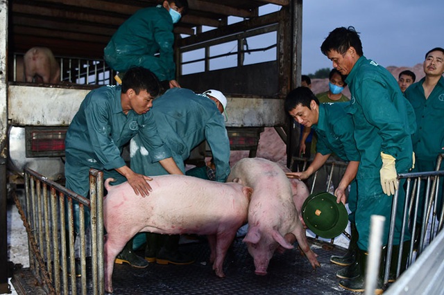 100 nghìn con lợn Thái Lan đổ về, giá thịt trong nước giảm mạnh - Ảnh 2.