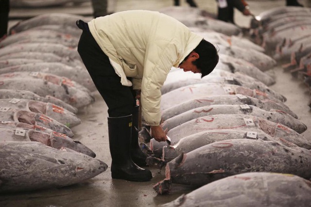Sự thật tàn khốc đằng sau miếng sushi cá ngừ, biết rồi nhiều người sẽ phải đắn đo trước khi ăn - Ảnh 4.