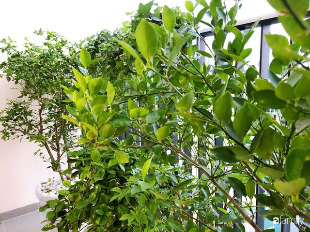Mẹ trẻ ở Sài Gòn chia sẻ kinh nghiệm chọn và chăm sóc cây cảnh trồng trong nhà để luôn xanh tốt dù bị thiếu sáng - Ảnh 22.