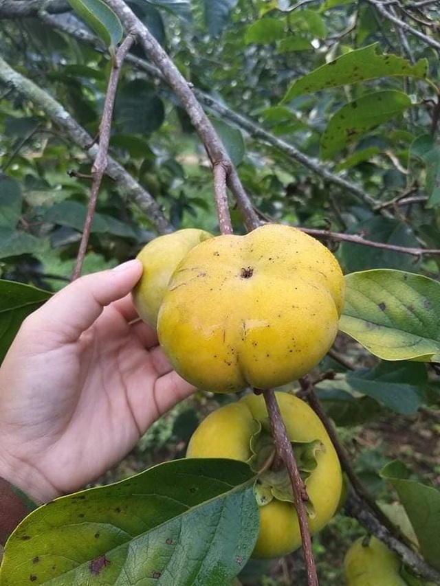 Bất ngờ loại hồng mới: Chẳng cần ng&acirc;m vẫn kh&ocirc;ng ch&aacute;t, bao ngọt gi&ograve;n - Ảnh 2.