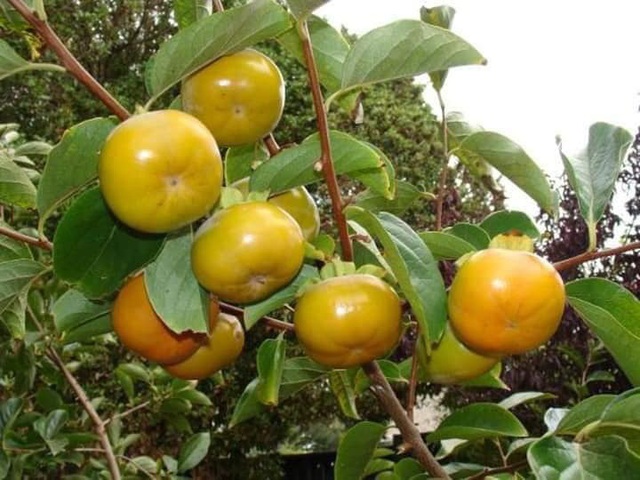 Bất ngờ loại hồng mới: Chẳng cần ng&acirc;m vẫn kh&ocirc;ng ch&aacute;t, bao ngọt gi&ograve;n - Ảnh 3.