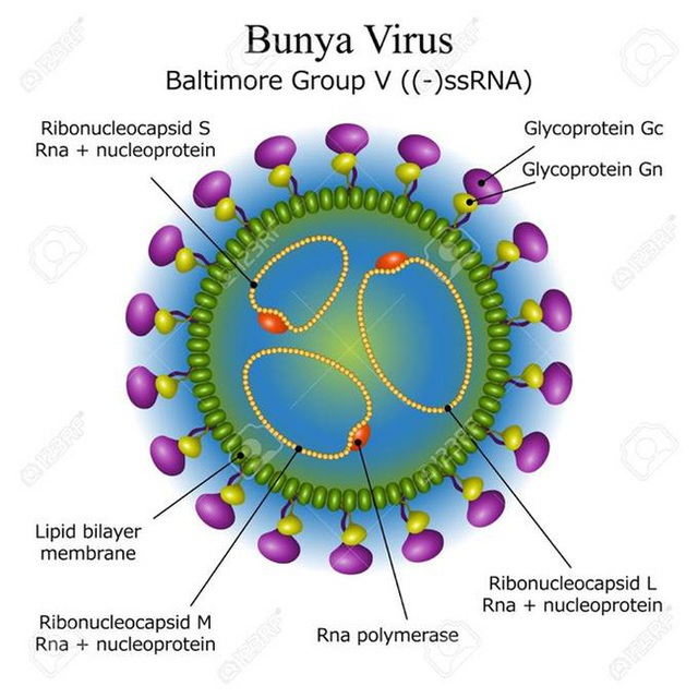 Virus Bunya bùng phát ở Trung Quốc: Đã xuất hiện từ 10 năm trước, gây chết người, lây bệnh qua máu và vết thương hở - Ảnh 6.