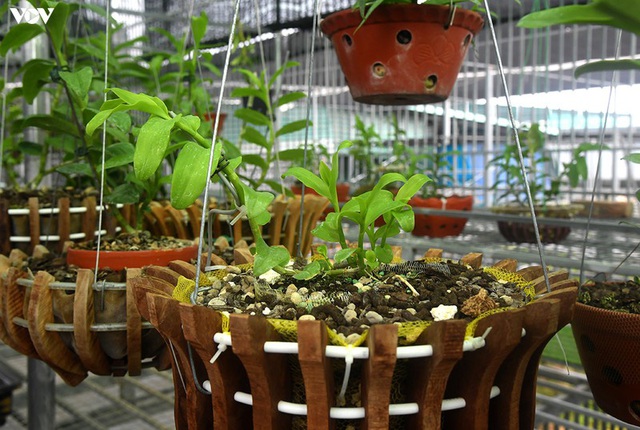 Vườn lan quý hiếm được chăm sóc, bảo vệ hơn cả kho báu - Ảnh 8.