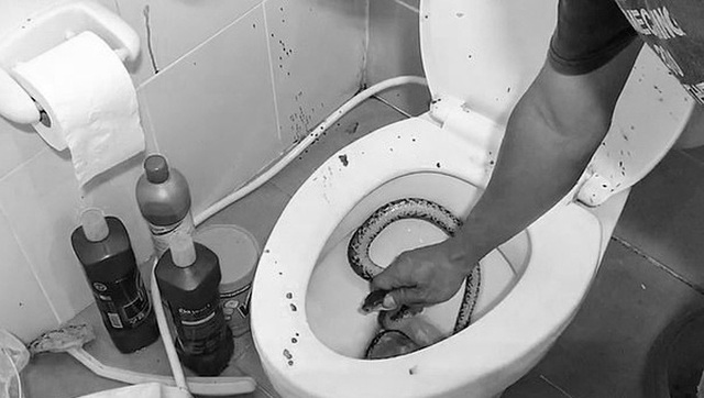 Thanh niên bị rắn cắn của quý khi đi toilet - Ảnh 2.