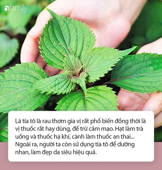 Con không lo cảm lạnh và ho sốt, mẹ ngày càng trắng trẻo, trẻ trung: Tất cả là nhờ loại cây lá quen thuộc nhà nào cũng có thể trồng - Ảnh 2.